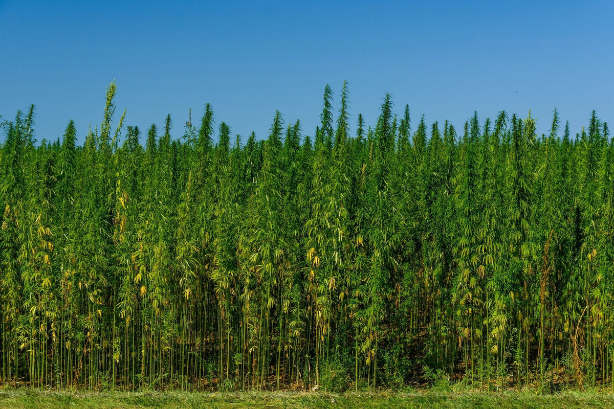 A field of tall green hemp plants under a blue sky.