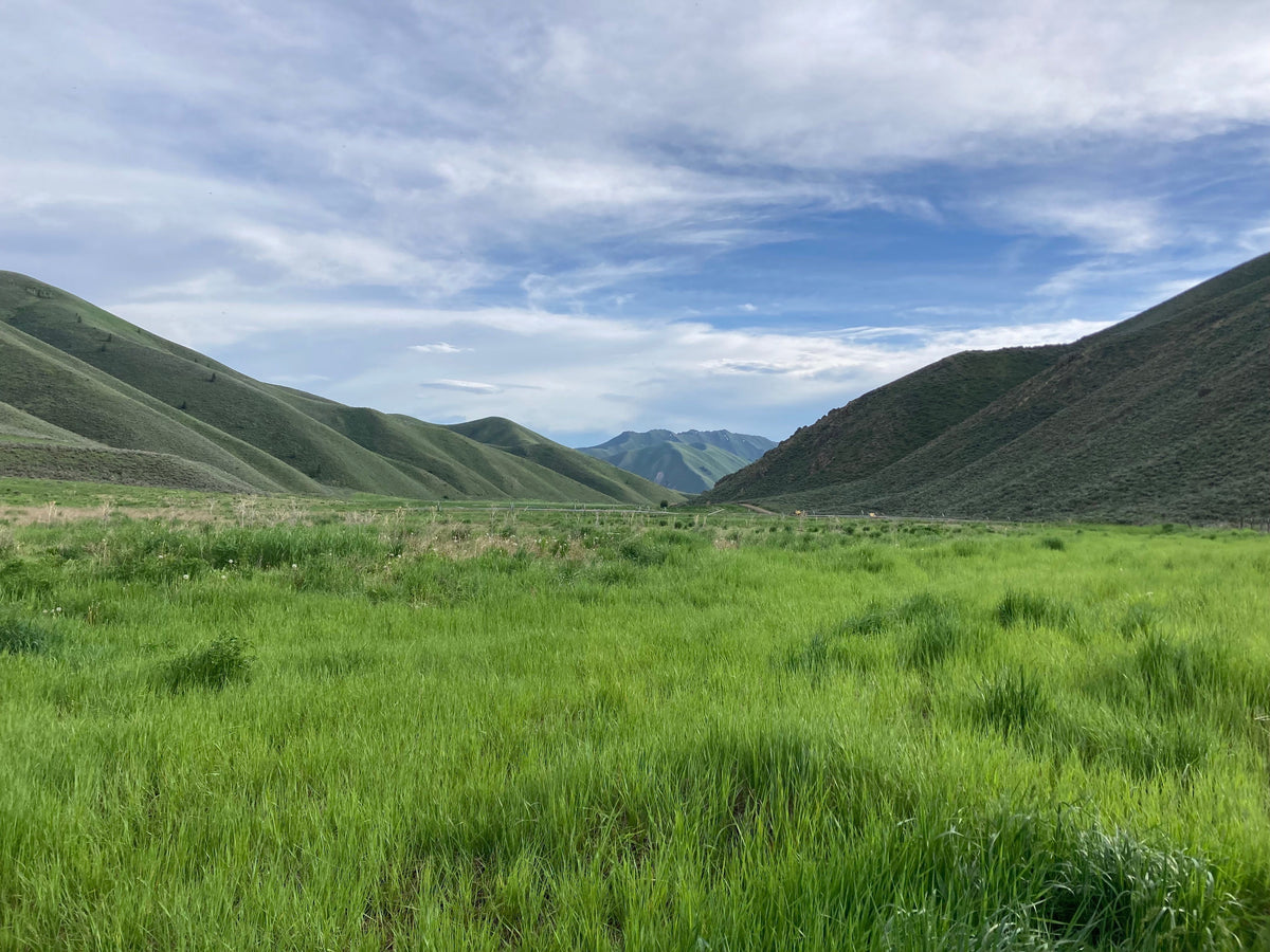 A scenic view of green hills and mountains under a cloudy sky in June.