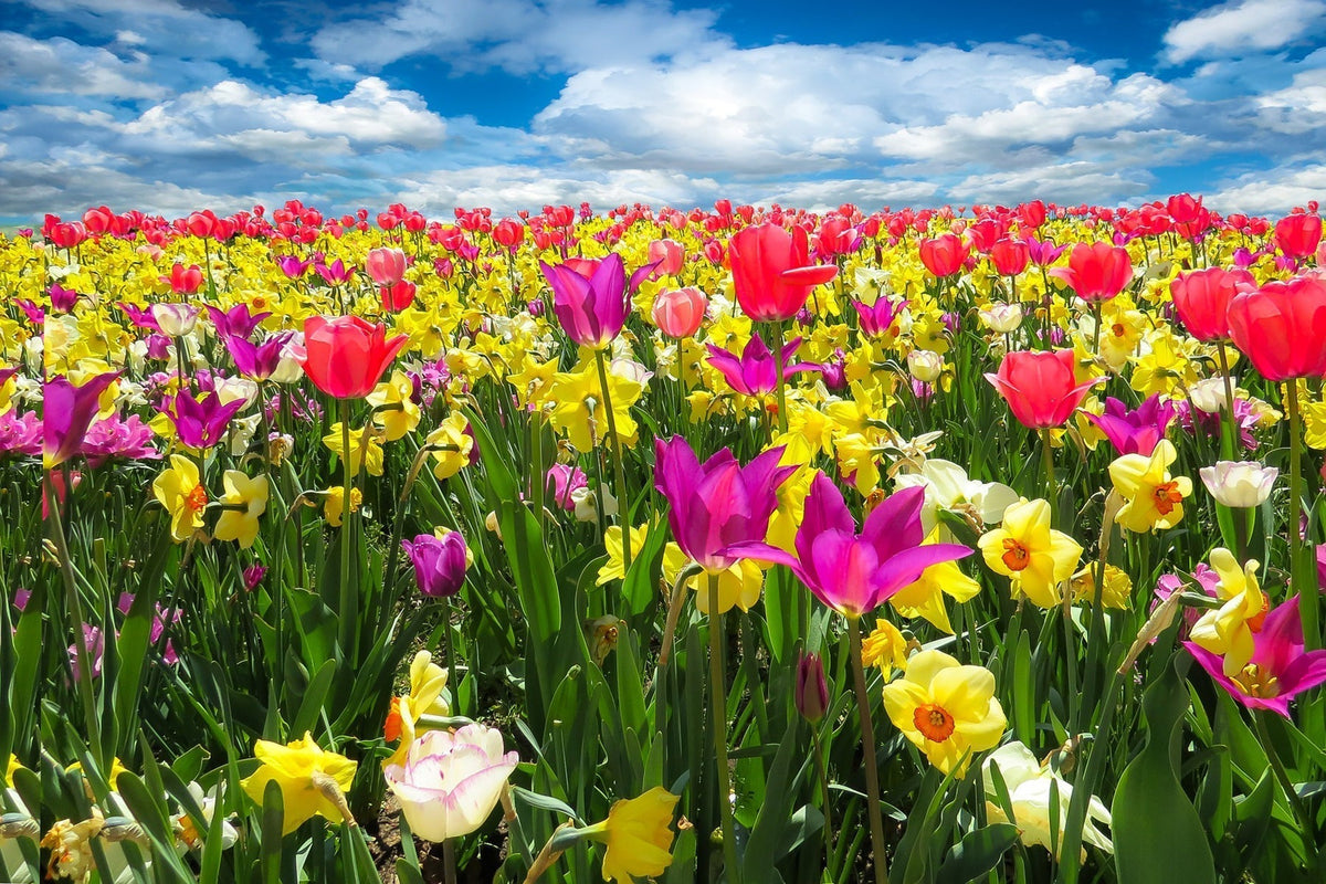 A vibrant field of tulips and daffodils under a blue sky