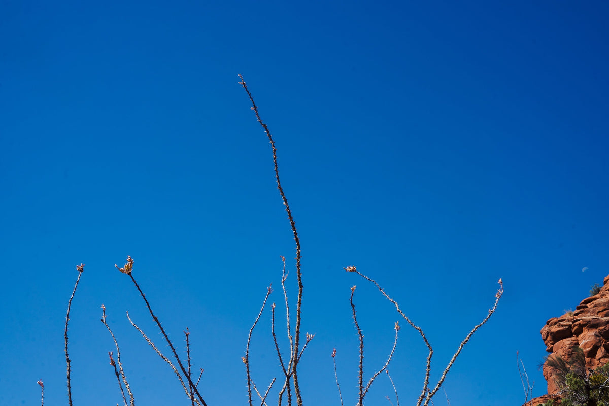 A clear blue sky with sparse branches reaching upward.